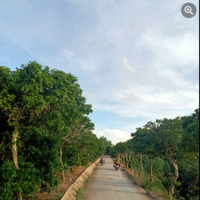 Bán vườn 4 công tại Cù Lao Tân Phong, Cai Lậy, Tiền Giang. Trồng nhãn, mít, xen sầu riêng 1 năm. Đường đan, view sông,