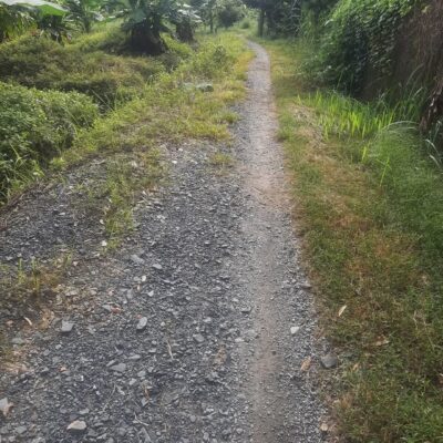 Vườn sầu riêng Monthong tại Hiệp Đức, Cai Lậy, Tiền Giang