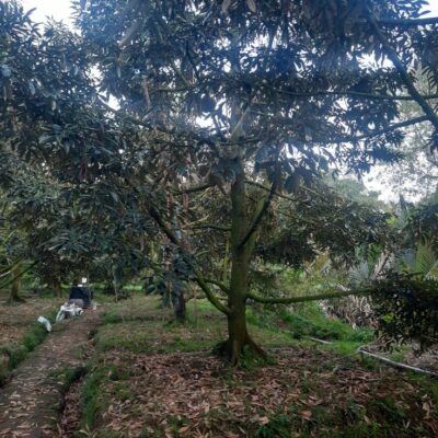 vườn sầu riêng Monthong 8 năm tuổi tại Hiệp Đức, Cai Lậy, Tiền Giang