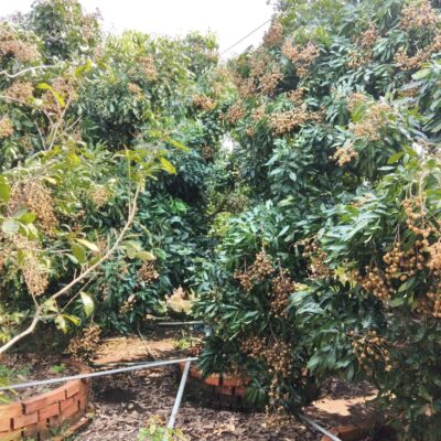 đất vườn 4100m2 trồng nhãn sai trái tại cù lao Tân Phong, Cai Lậy, Tiền Giang