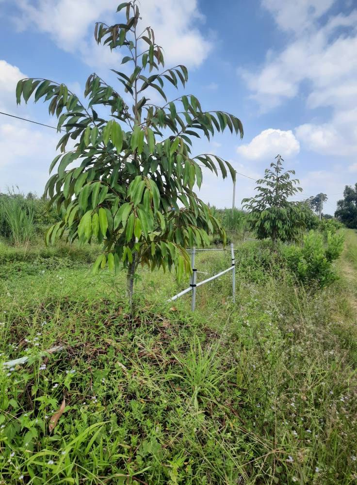 bán đất vườn sầu riêng Cai Lậy - Ảnh 3