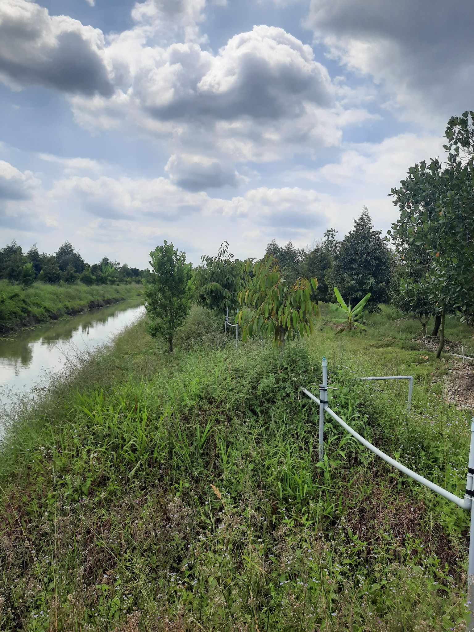 bán đất vườn sầu riêng Cai Lậy - Ảnh 4