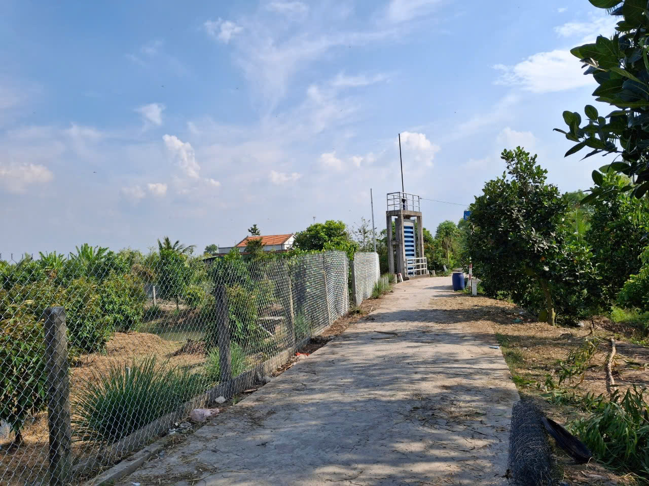 vườn sầu riêng Mỹ Phước Tây - Ảnh 2