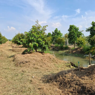 Bán vườn sầu riêng Mỹ Phước Tây, 2 mặt tiền, view sông, có hơn 100 gốc Monthon 2,5 tuổi. Giá tốt, pháp lý rõ ràng, đầu tư sinh lời cao.