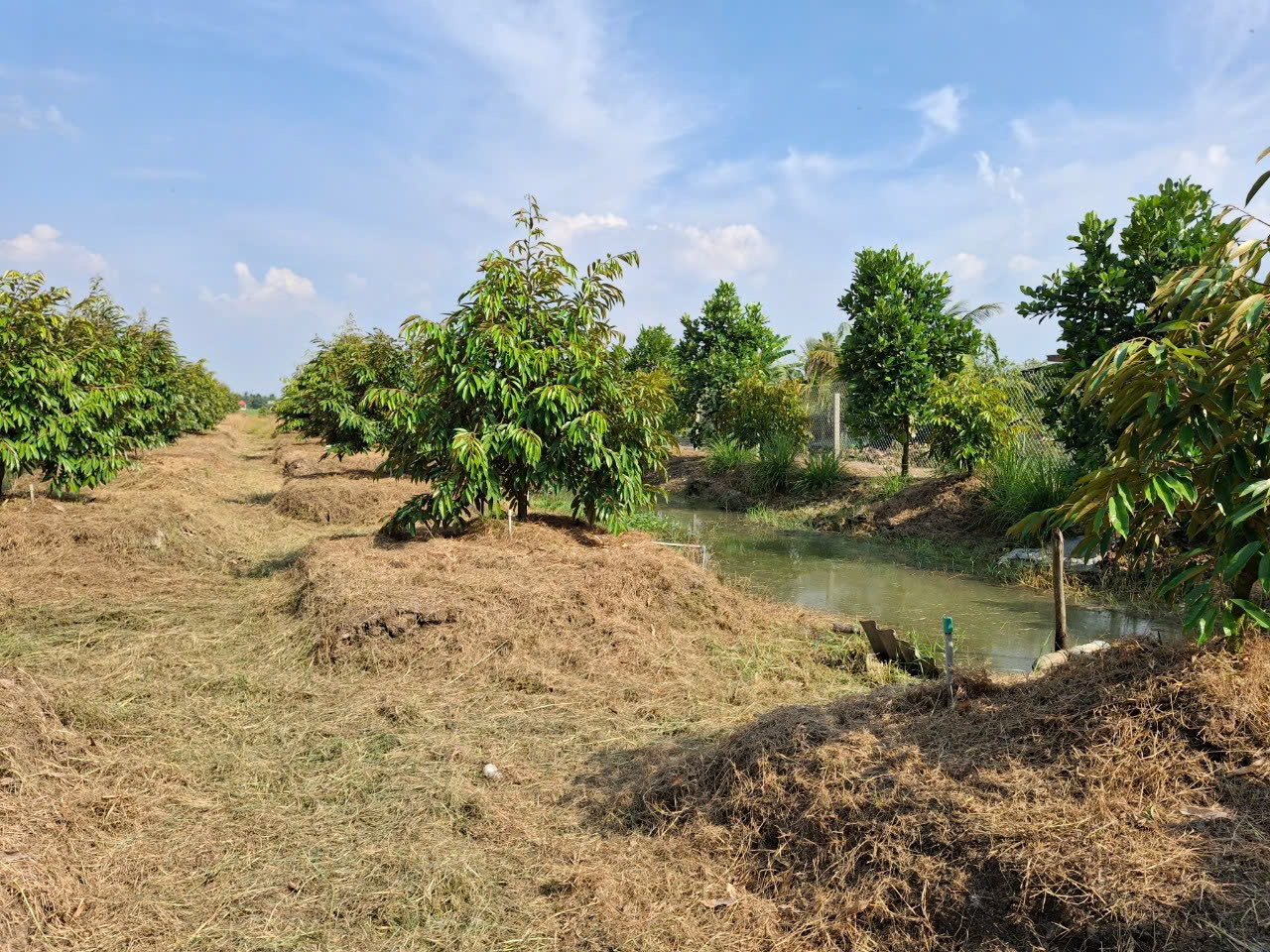 Bán vườn sầu riêng Mỹ Phước Tây, 2 mặt tiền, view sông, có hơn 100 gốc Monthon 2,5 tuổi. Giá tốt, pháp lý rõ ràng, đầu tư sinh lời cao.