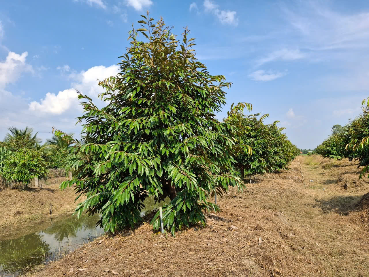 vườn sầu riêng Mỹ Phước Tây - Ảnh 5