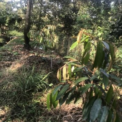 Đất vườn 900m2 Long Trung Cai Lậy – Có nhà sẵn, trồng sầu riêng, giá chỉ 870 triệu, pháp lý rõ ràng.