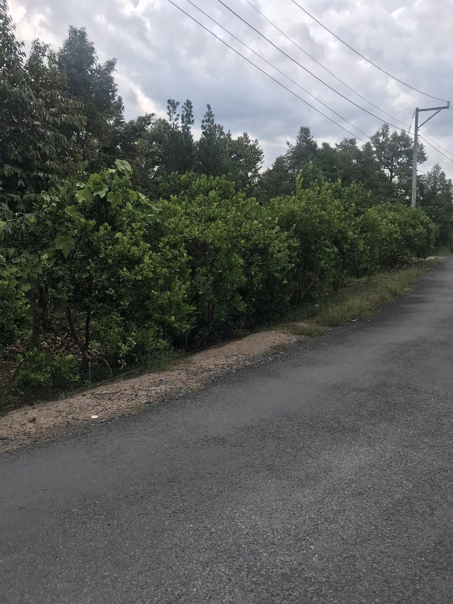 đất đẹp Long Khánh Cai Lậy - Ảnh 3