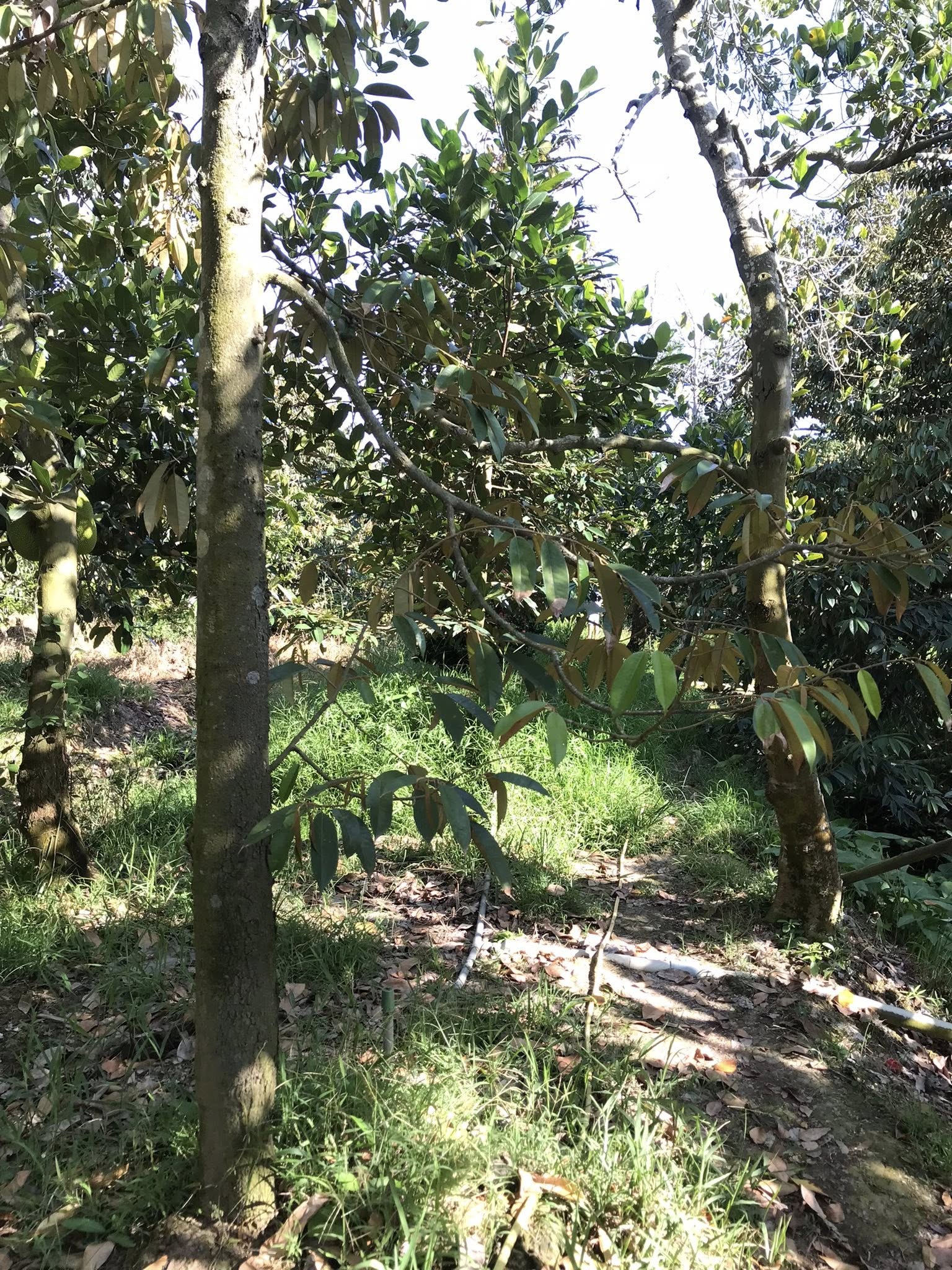 đất vườn Đông Hòa Hiệp - Ảnh 2