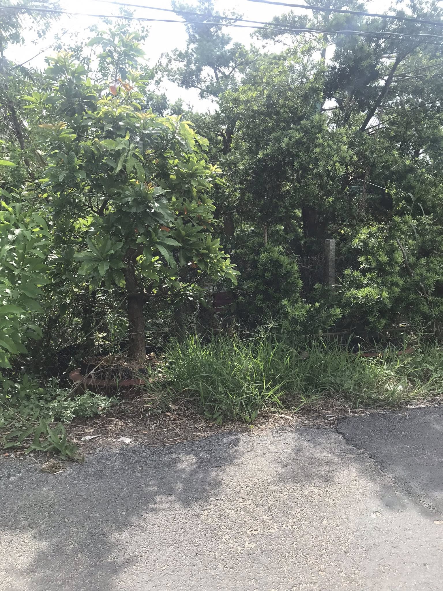 đất đẹp Long Khánh Cai Lậy - Ảnh 5