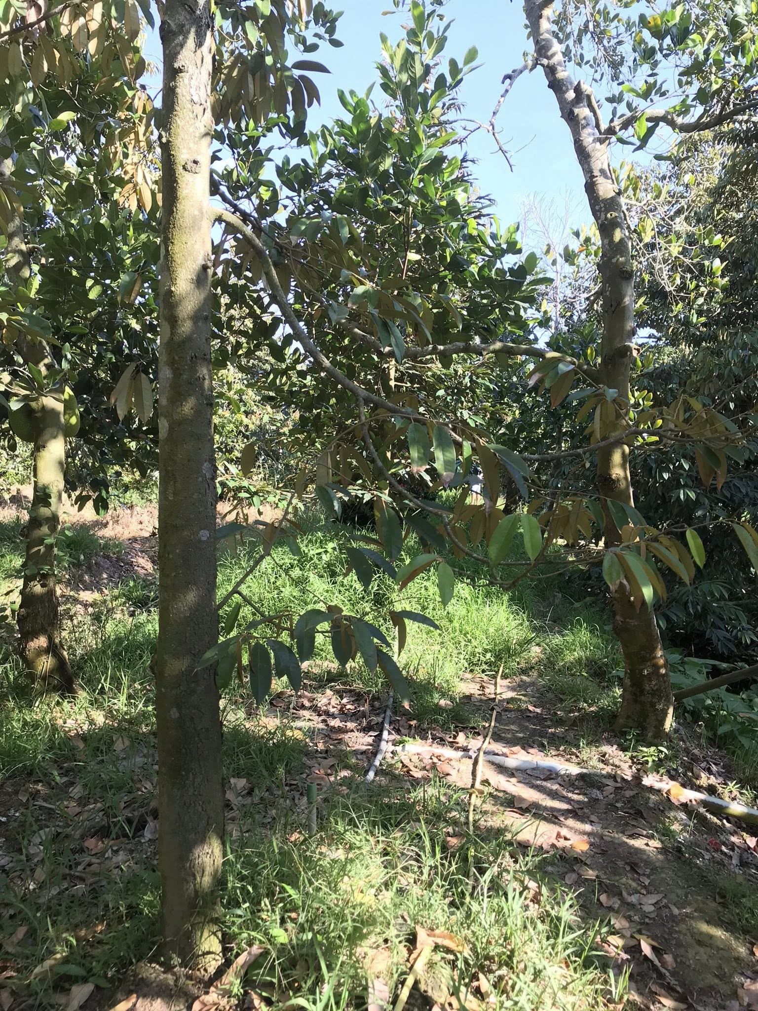 đất vườn Đông Hòa Hiệp - Ảnh 3