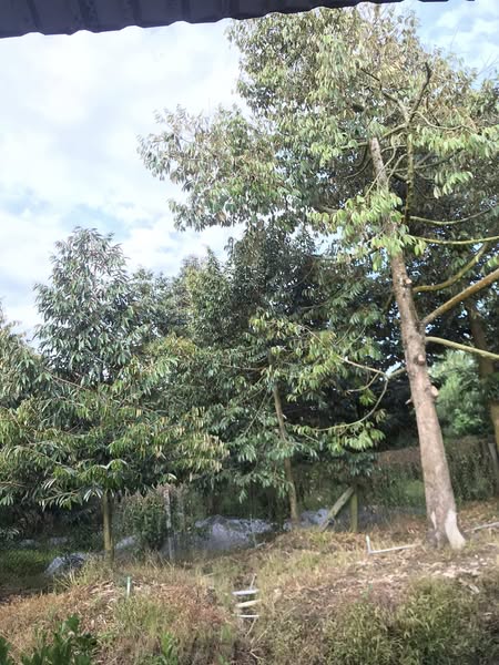 đất vườn Đông Hòa Hiệp - Ảnh 4