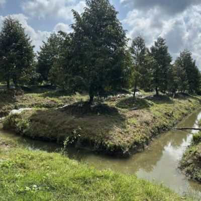 đất giá rẻ Tiền Giang, bán đất Thiện Trung, đất vườn mặt tiền kênh, mua đất sầu riêng Cái Bè