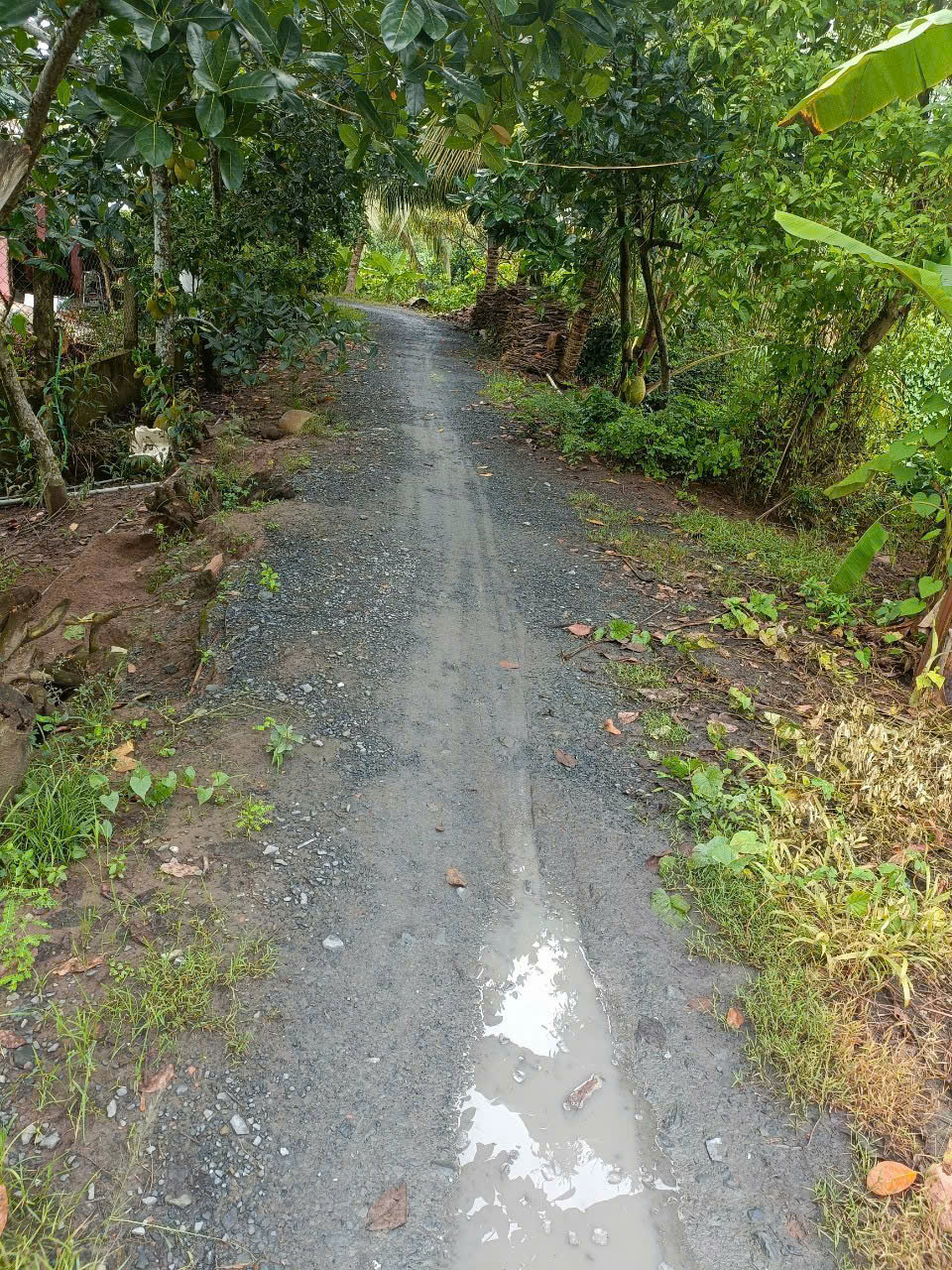 đất vườn Đồng Tháp - Ảnh 3