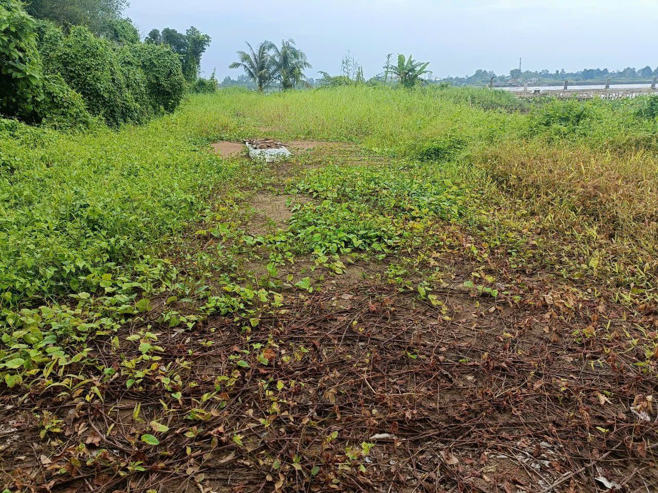 Bán đất vườn 1313m² mặt tiền đá xanh, view sông Tiền, xã Hiệp Đức Đồng Tháp. Sổ riêng, pháp lý rõ, giá chỉ 1,5 tỷ.